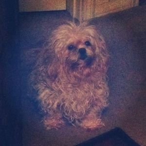 Meet your Posher, Caprice